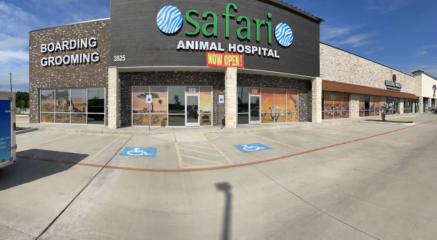 Printed animal graphics on the Safari Animal Hospital windows